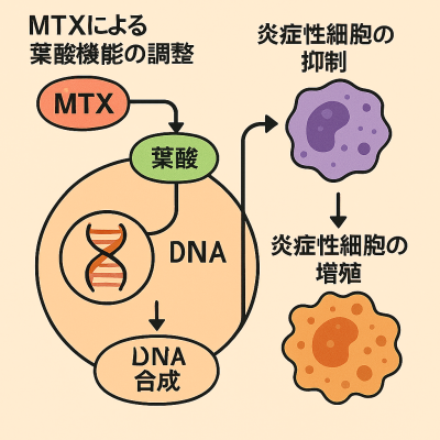 MTXの作用機序イメージイラスト